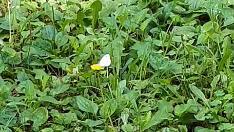 Butterfly eating nectar from dandelion flower