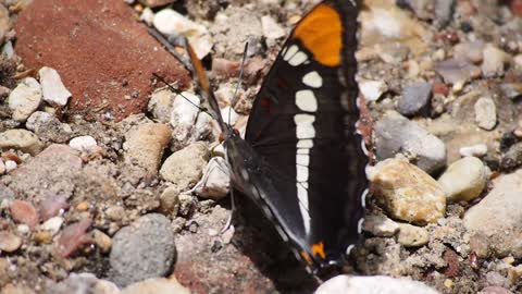 Lovely butterfly 01