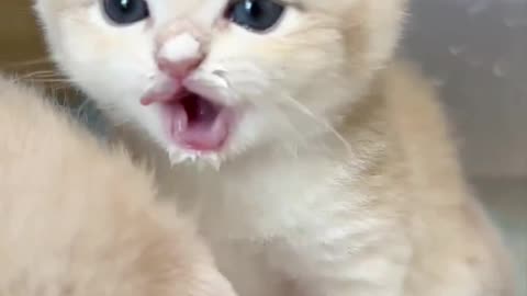 Cute Cat drinking milk 🥛