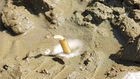 Picking up shells with children in the sea