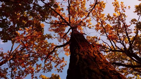 Autumn Leaves: A Captivating Drone Aerial View | Radiant Earth Gazer