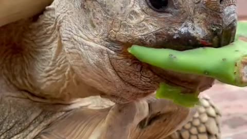 Nom nom nom 🐢✨💕 happy Thursday