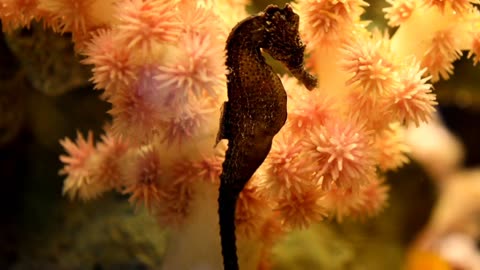 Seahorse's Fascinating Habits.