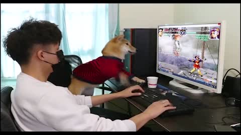 Funny dog playing PC games（Full version）