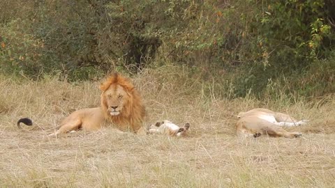 Male lion father giving affection to cub with lioness mother relaxing next to them.