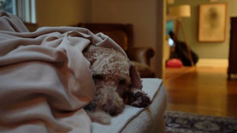 Sleepy dog huddles under cozy blanket on a couch inside home