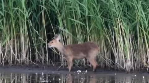 Chinese Water Deer 🦌 One Of The Cutest And Exotic Animals In The World #shorts