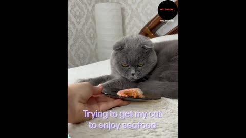 FUNNY CAT || CAT LOVER ||FUNNY CAT VEDIO