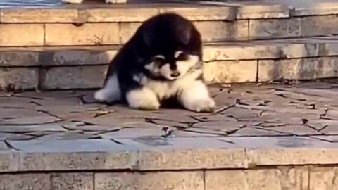 DOGS BEING CLUMSY - CUTIEE