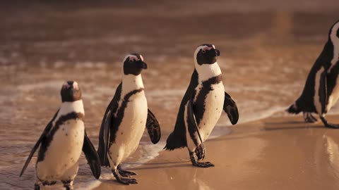 Beautiful penguins are walking