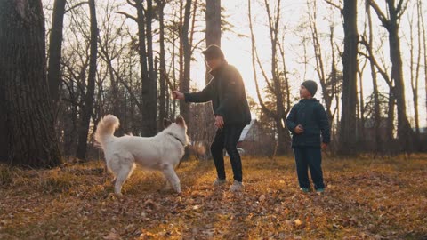 Pet Training 101: Tips and Tricks for a Well-Behaved Furry Companion