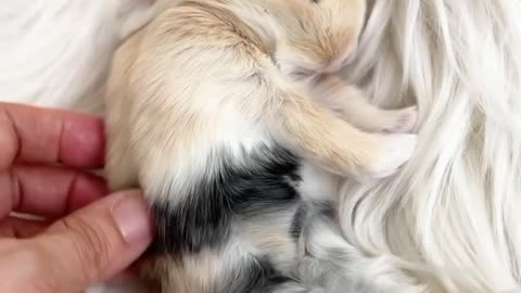 Adorable sleeping bunny