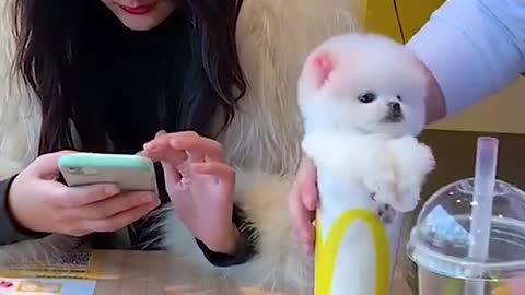 mcdo drinks like dog