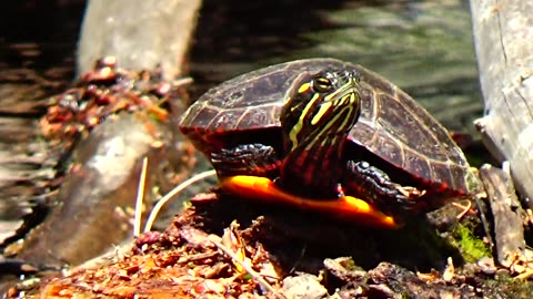 Painted Turtle