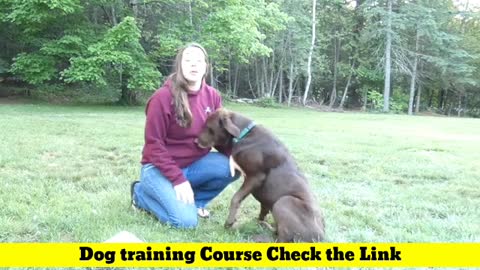 6 Aggressive Dog Training Tips (And What NOT to Do)