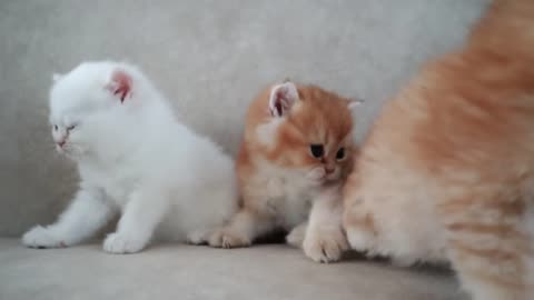 Mom cat playing and talking to her cute meowing baby kittens