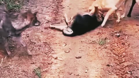 Dog fight after meeting