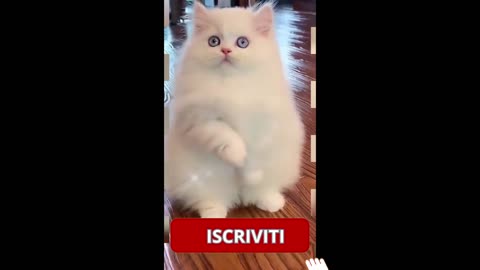 I Migliori Momenti dei Gatti Divertenti del 2024