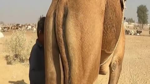 Cholistan Desert Life