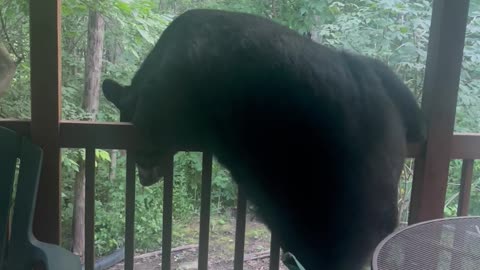 Bear Investigates Cabin Bird Feeder