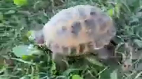 Russian Tortoise walking around#shorts