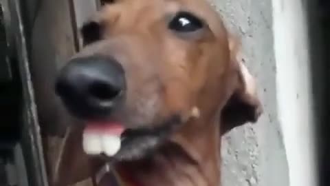 Funniest Dog with Beutiful Teeth- Helarious