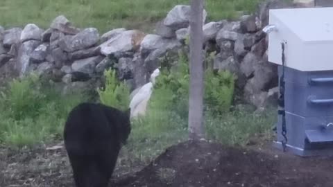 Black Bear Curious About New Beehive Design