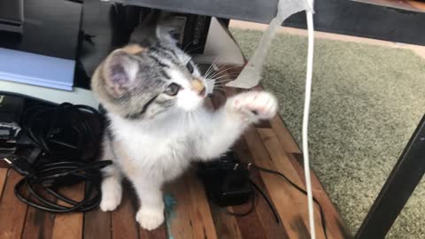 Beautiful Cat Playing With Tape