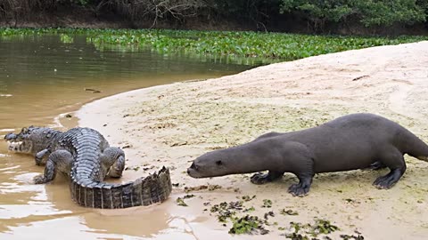 Giant Otters vs. Caiman