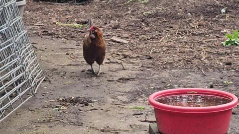 OMC! When Brownie speaks - Hearts Melt! 💖'🐔'😍 #chickens #brownie #heartmelting #speaks #loop #shorts