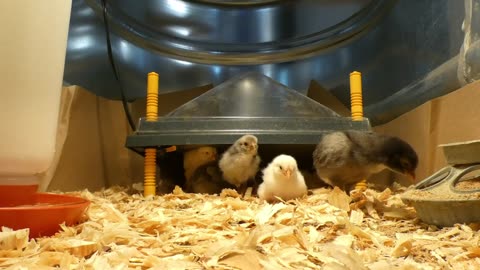 Winter 2024, new baby chicks eating, drinking, sleeping in their brooder.