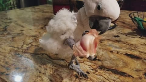 The cockatoo finds donuts and she won't let me take them away!