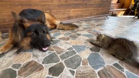 Fearless Kitten Steals German Shepherd's Favorite Toy