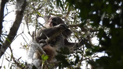 Zeus, wild male koala, in