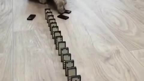 Cute Cat Plays Dominos