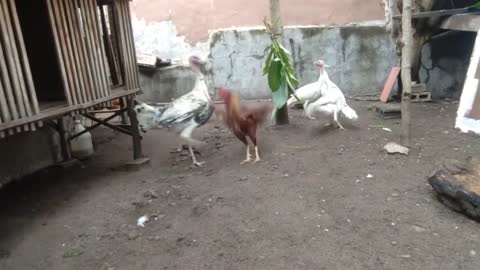 Turkey attack aseel rooster/part 1