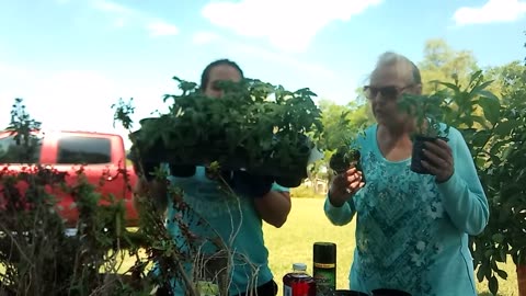 Tomato container gardening