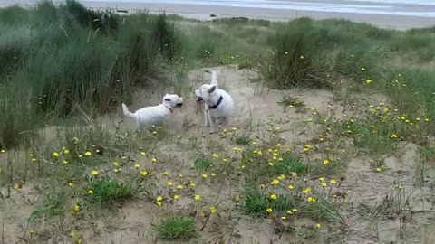 Doggie Diaries - running through the sand dunes (July 19th 2012)