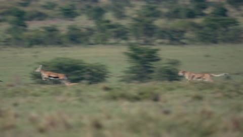 The world's fastest wild cats. shows how to go top speed chases a gazelle.