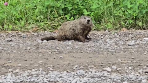 Woodchuck on the road.