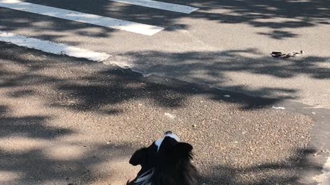 Pup Shows Support For Fire Department