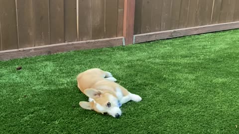 Augie the Corgi Puppy Runs out of Gas