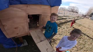 Camden Tries to Feed the Chickens from His Hand!