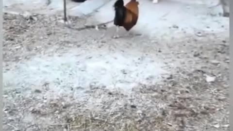 Funniest animal videos | Dog and Chicken fight compilations