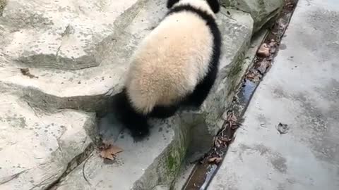 The lovely panda