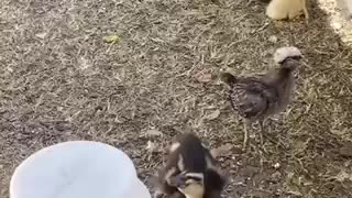 Baby blind duck