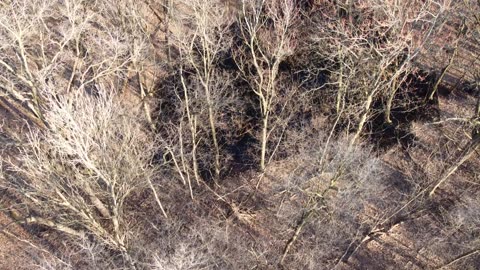 Small Neighborhood Forest Pond from a Drone