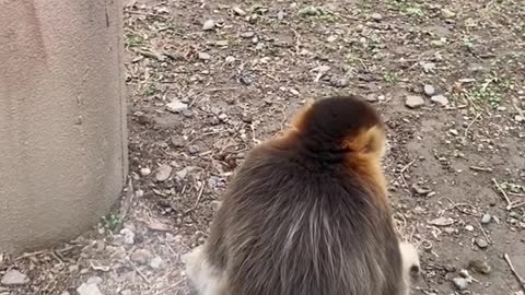 The handsome golden snub-nosed monkey of Sichuan