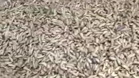 maggot that is ready to harvest to reduce organic waste