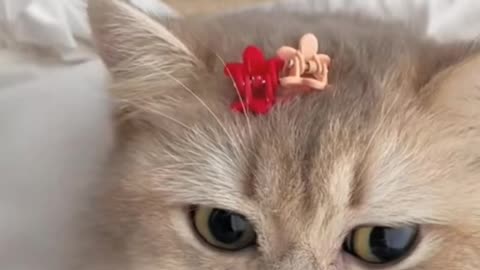 The cutest cat video❤Best cat video